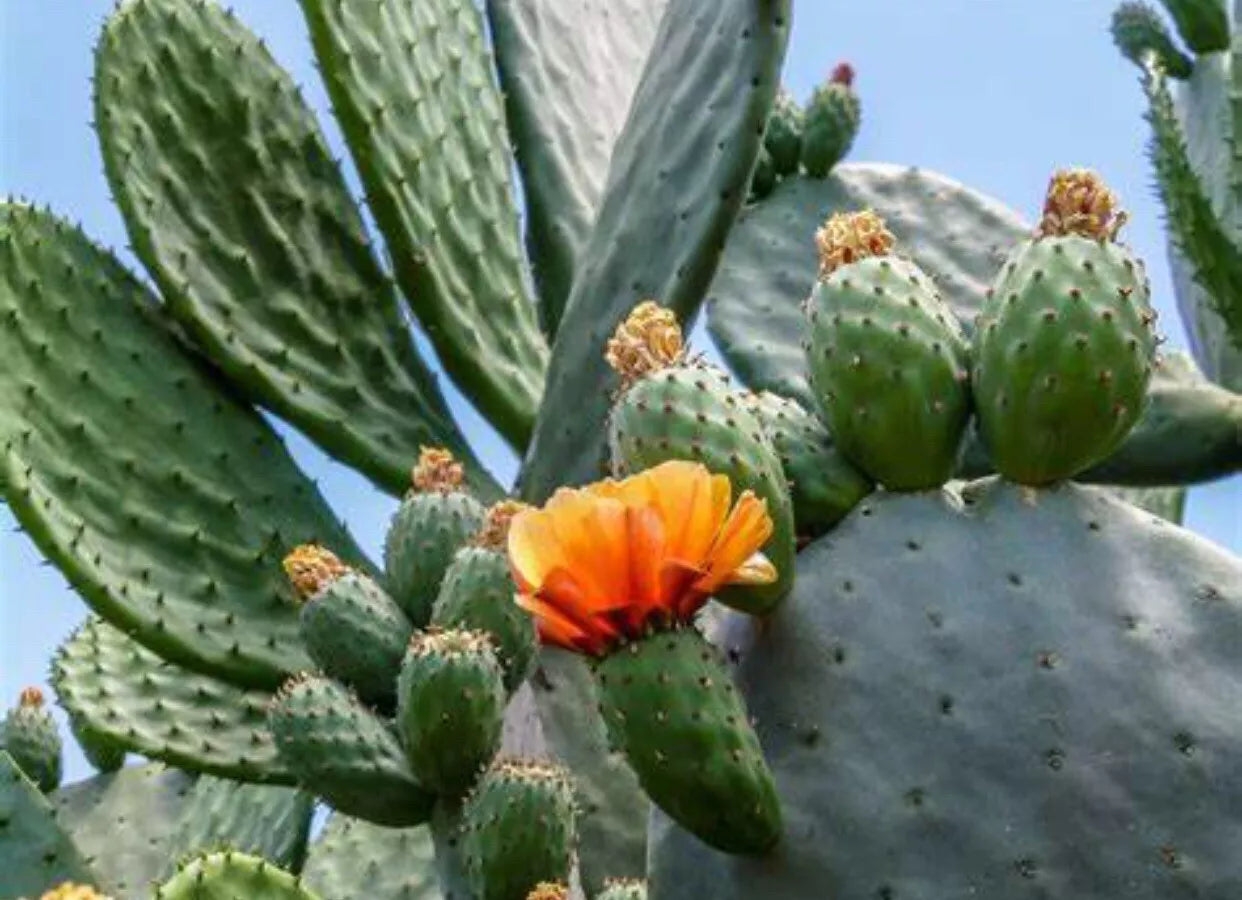 spineless prickly pear cactus plant Spineless Prickly Pear Cactus, 5 Medium Size Pads, Opuntia Cacanapa 'E – Jayme Garden