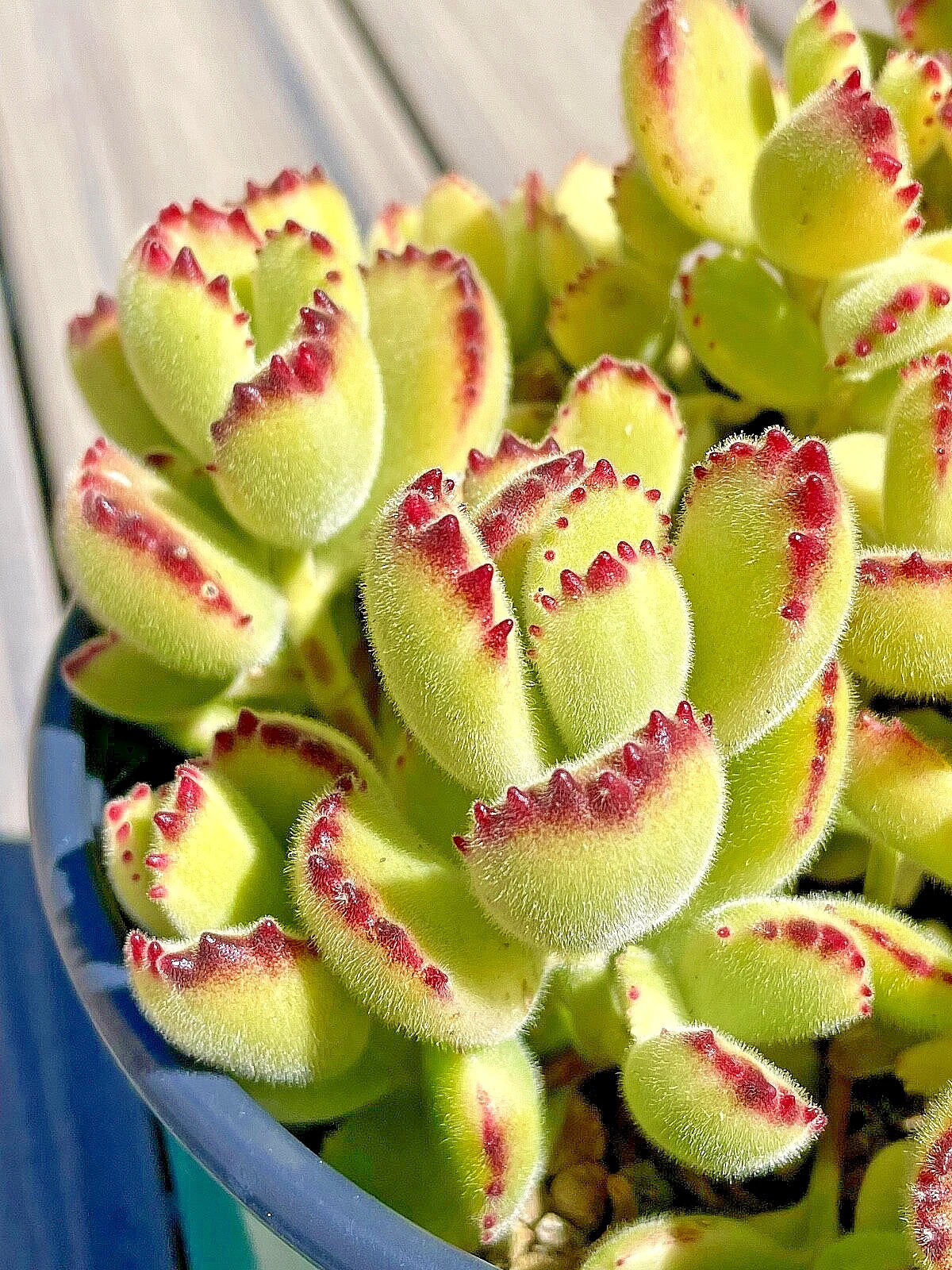 Rare Cotyledon Variegated Bears Paw Succulent Cutting 2-Inch