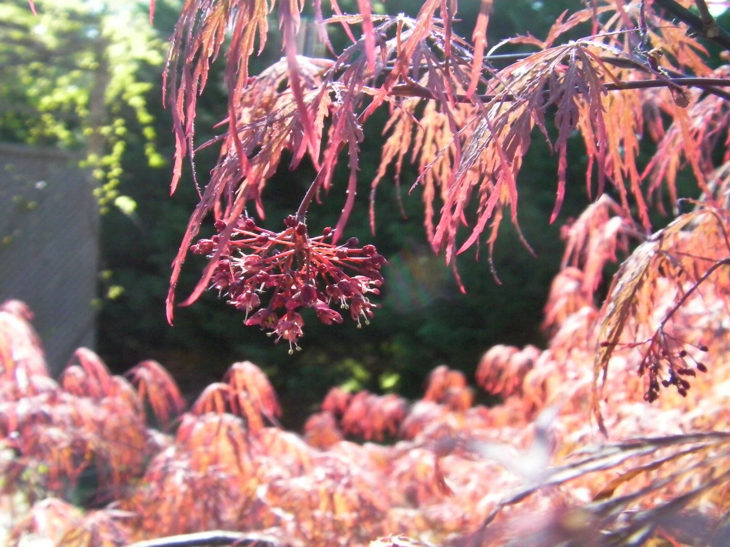 Japanese Maple Cuttings 4+4 Weeping Tree Garnet for Rooting and Grafting (Acer palmatum 'Garnet')