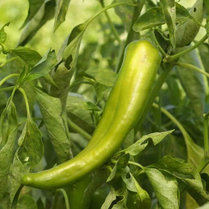 Anaheim Chile Pepper Seeds - Heirloom Green Variety - 2,500 Scoville - Perfect for 2025 Planting - Capsicum annuum