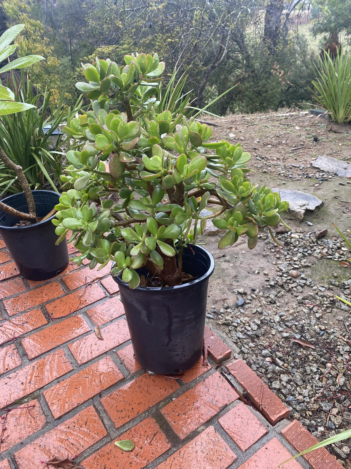 jade plant big size Large Potted Crassula Ovata Jade Plant - Organic Green Succulent