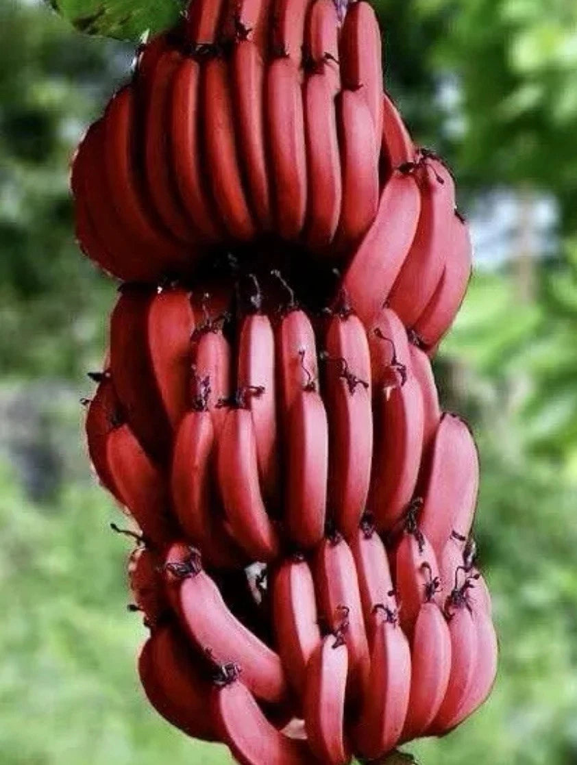 Cuban Red Banana Plant - Live Plant - Red Dacca - Tropical Fruit Plant (Musa acuminata)