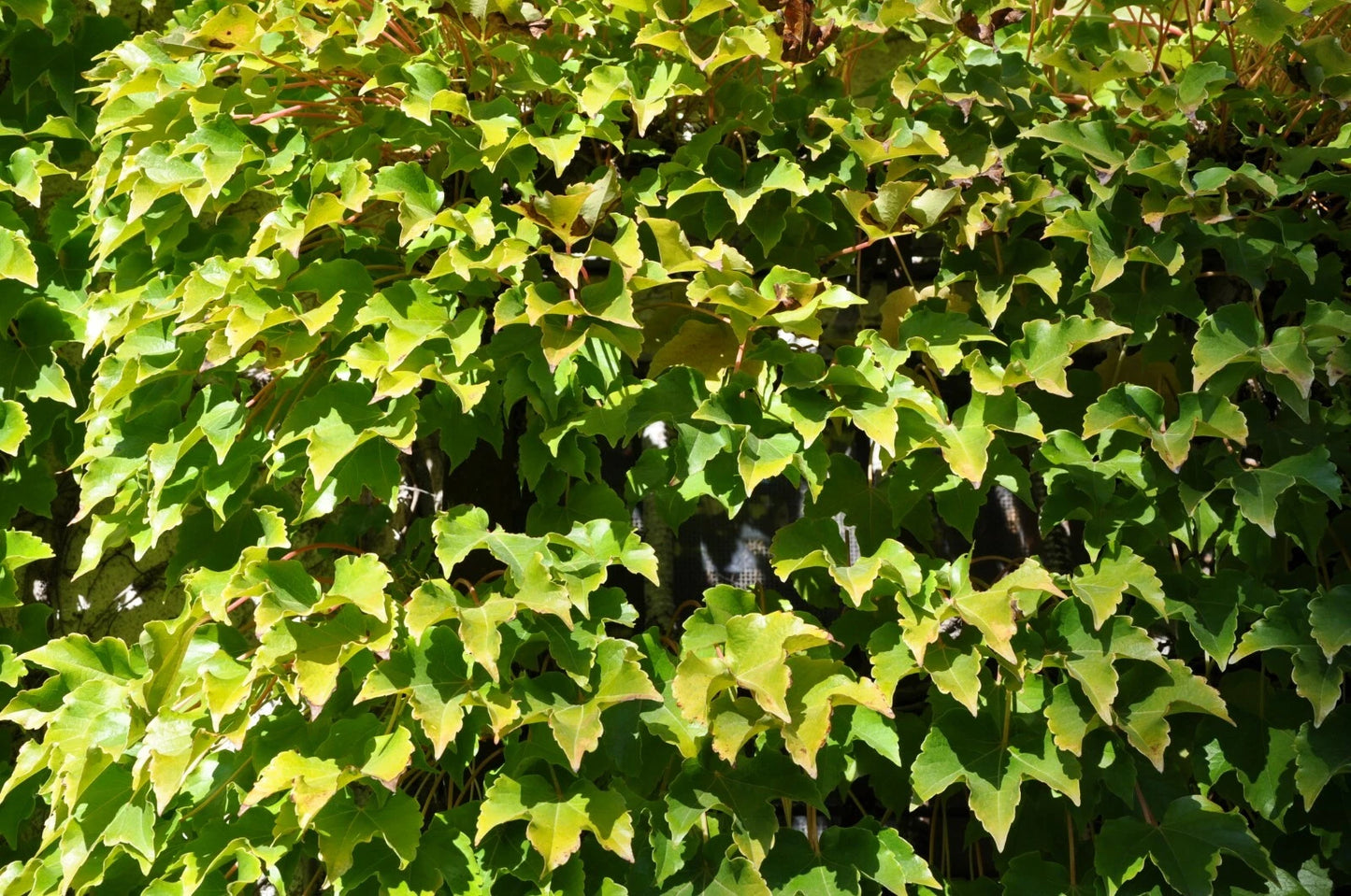 Boston Ivy Seeds, 15 Count, Veitchii Variety, Parthenocissus tricuspidata, Climbing Plant for Gardens and Greenery