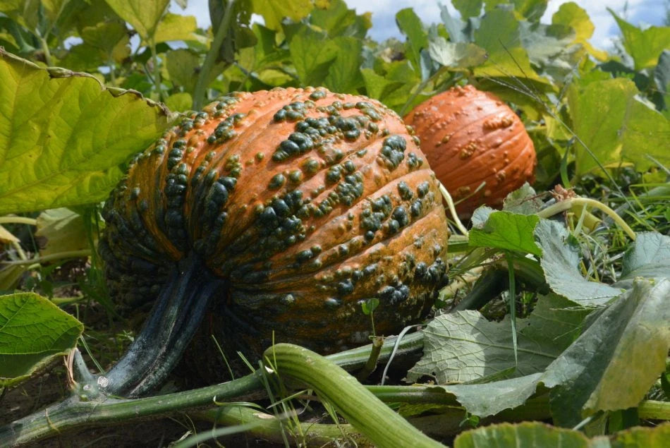 Bunch O Warts F1 Pumpkin Seeds - Fresh Seed for Unique Decorative Pumpkins - Cucurbita pepo