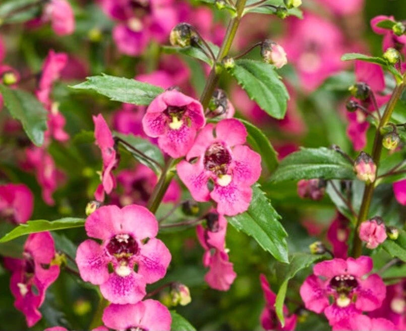 Angelonia Pink Archangel Plant - Bare Root - Summer Perennial - Angelonia angustifolia - Vibrant Pink Flowers - 3 Roots