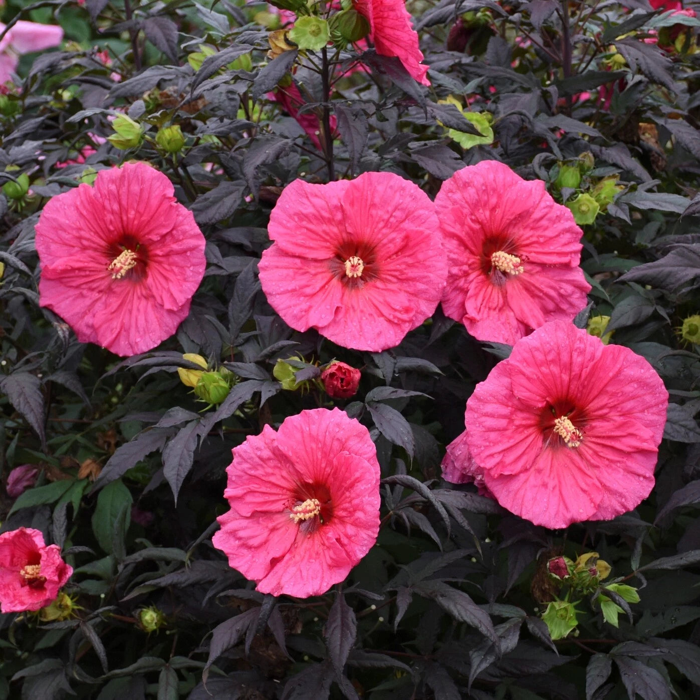 Bush Hibiscus Plant 2.5" Pot Evening Rose Pink Flower Hardy Hibiscus rosa-sinensis