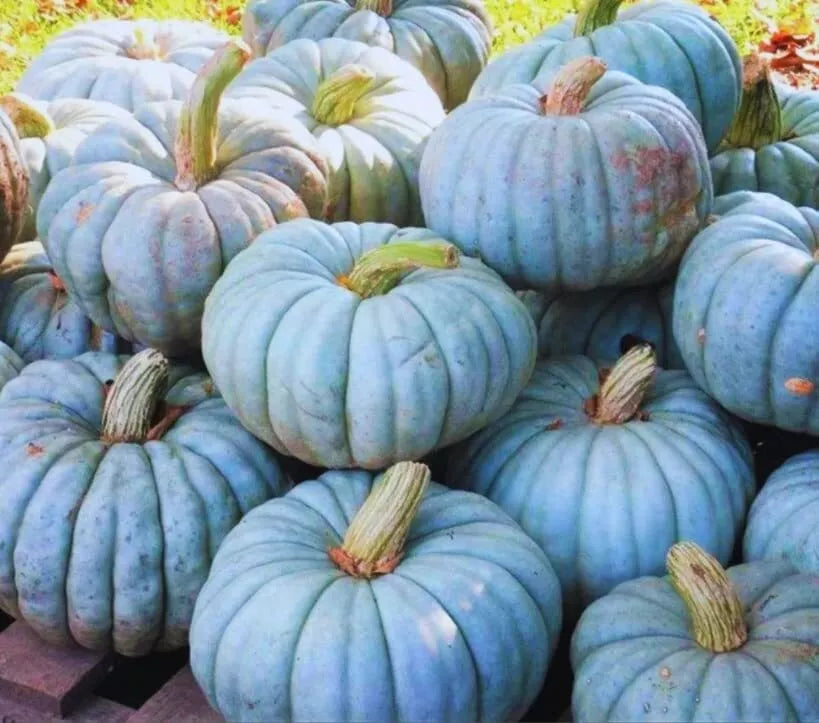 Jarrahdale Blue Pumpkin Seeds | 10 Seeds Packet | Blue Jarrahdale Pumpkin | Cucurbita maxima