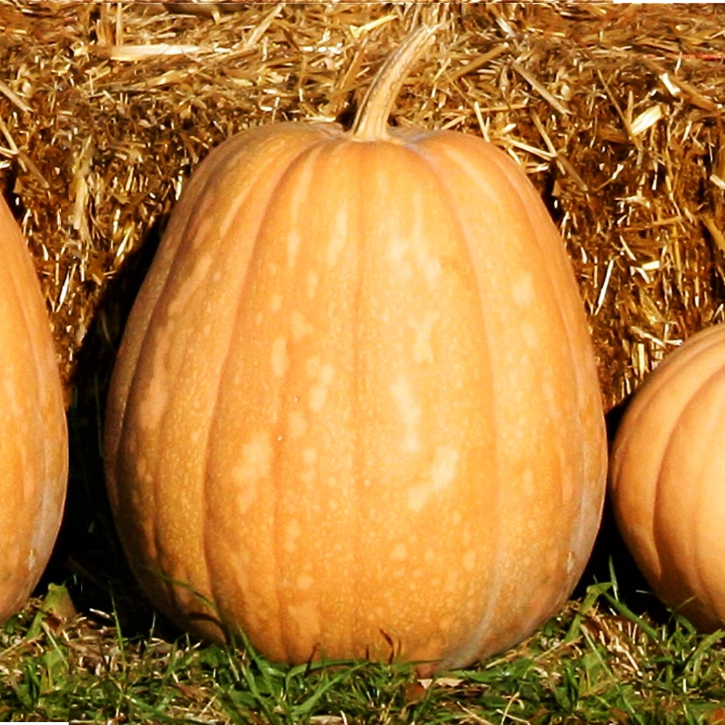Dickinson Pumpkin Seeds | Kentucky Field Tan Squash Vegetable Seeds | Cucurbita pepo | 2025 Harvest