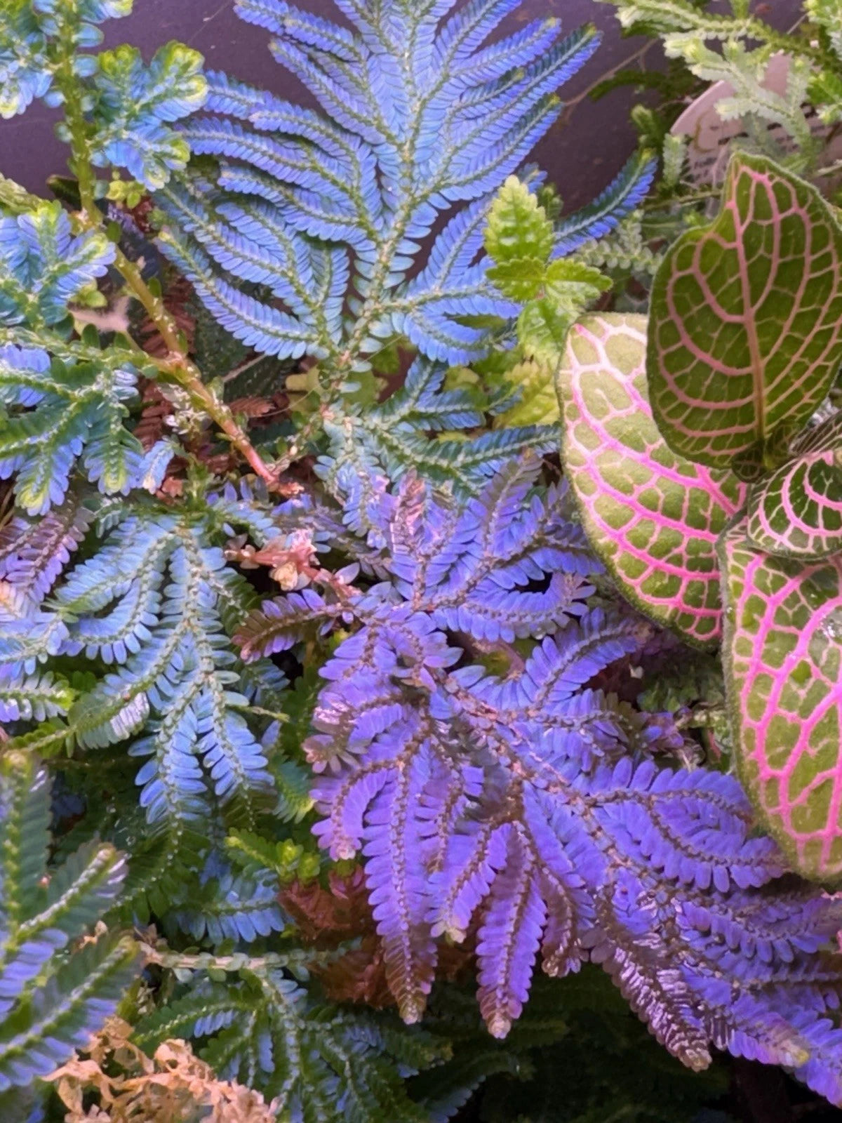 Peacock Moss Cutting - Selaginella Wildenowii Blue Spikemoss Fern