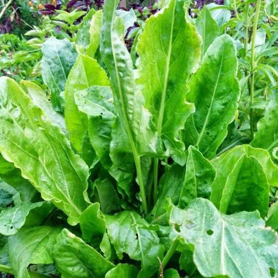 Large Leaf Sorrel Seeds - 100+ Seeds - Rumex acetosa - Heirloom Herb Garden Seeds - Non-GMO Organic Gardening