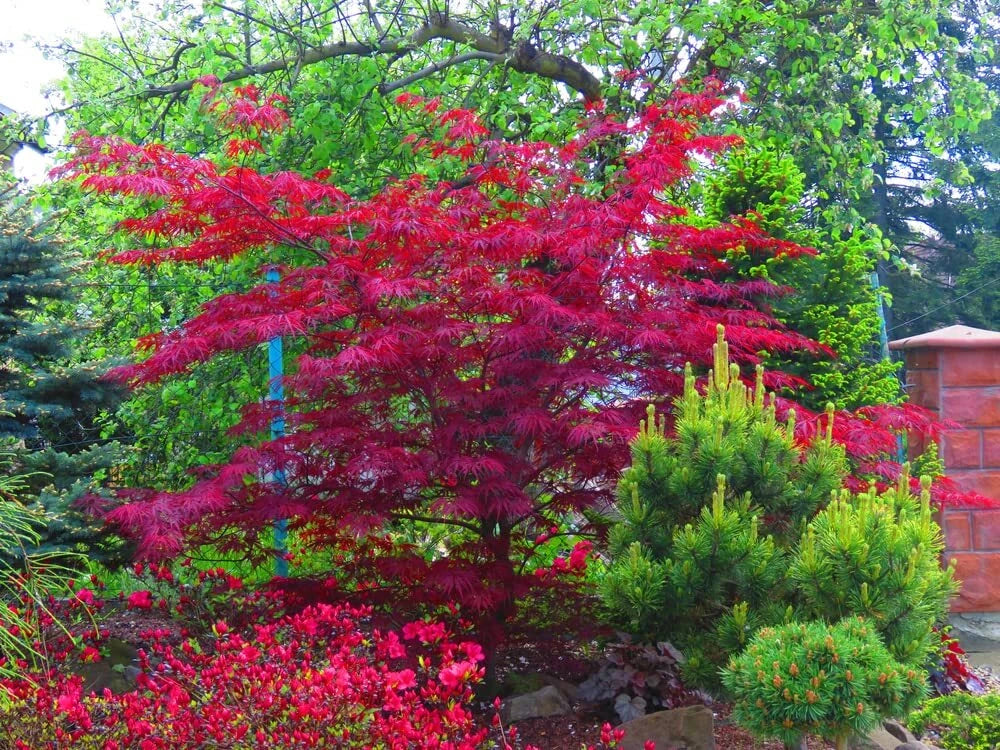Amur Maple Tree Seeds - 30 Seeds - Acer tataricum ginnala - Ideal for Planting