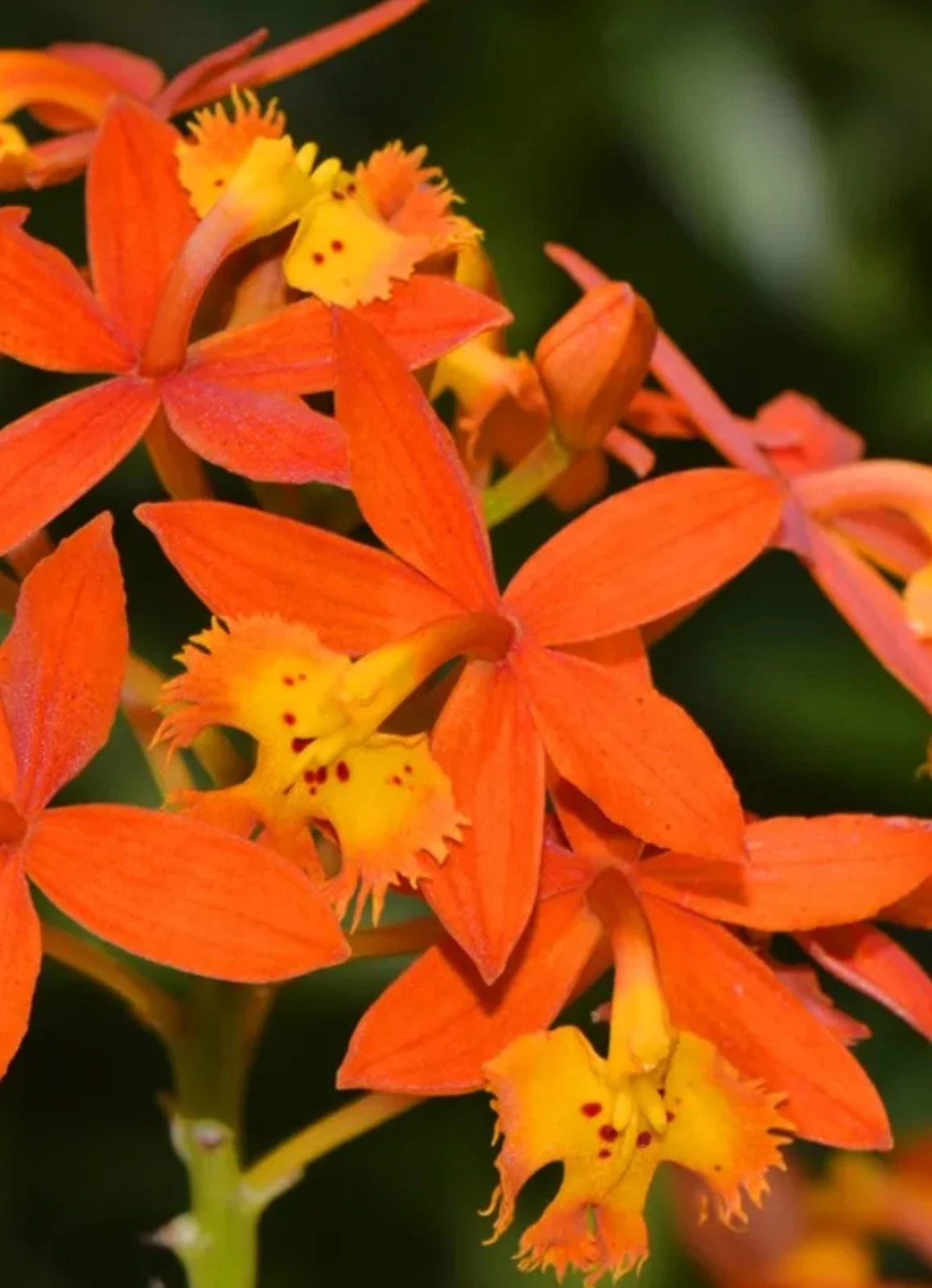 Bare Root Epidendrum radicans Orange Reed Stem Orchid Plant
