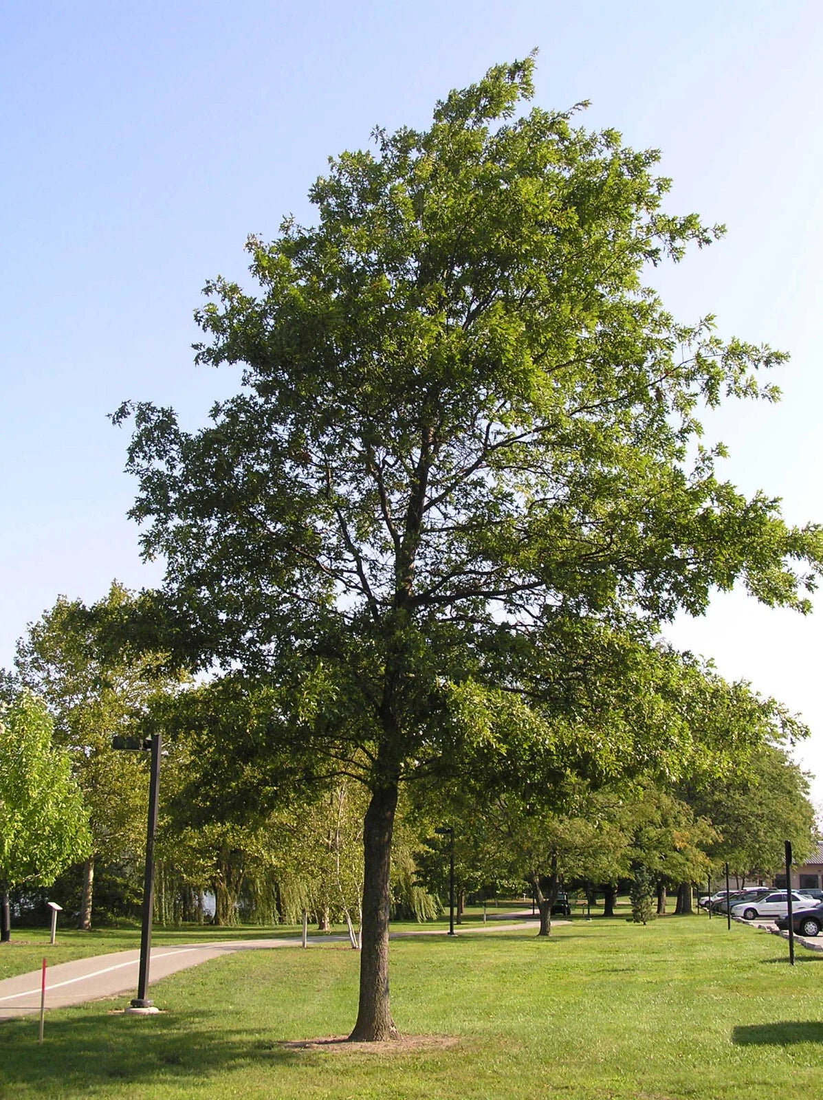 Pin Oak Tree Seedling 4-8" Live Plant Quercus palustris Bare Root