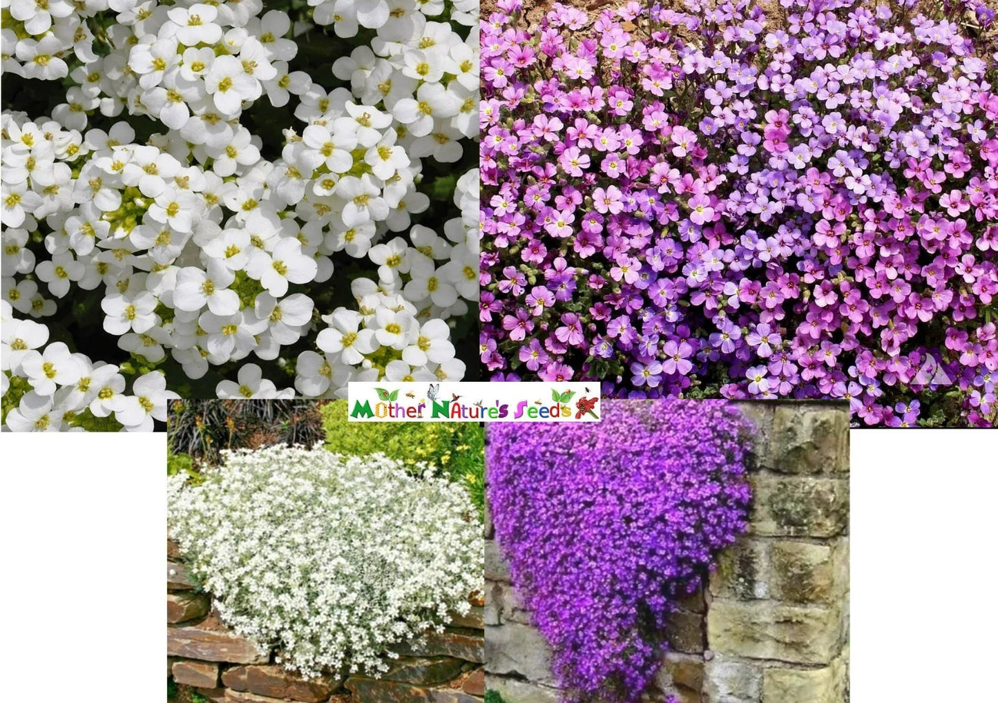 Rock Cress Mixed Colors Ground Cover Seeds - Aubrieta Perennial - Non-GMO - 1000 Seeds