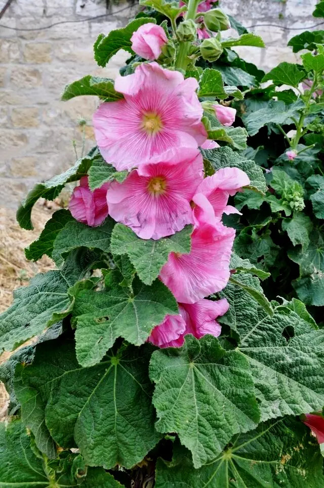 Giant Pink Hollyhock Seeds - 50 Count - Hardy Perennial - Easy to Grow - Alcea rosea