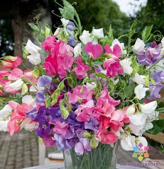 Bijou Dwarf Mix Sweet Pea Seeds - 50+ Pack - Lathyrus odoratus - Garden Planting - USA - Free Shipping