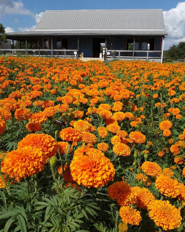 planting african marigold seeds Jedi African Marigold Seeds - 25+ Pack for Garden Planting - Tagetes erecta