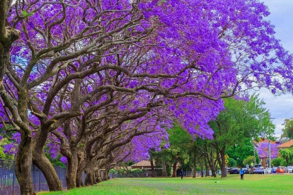 Blue Jacaranda Tree Seeds - 100 Count - Stunning Flowering - Jacaranda mimosifolia - Made in USA, Ships from Iowa