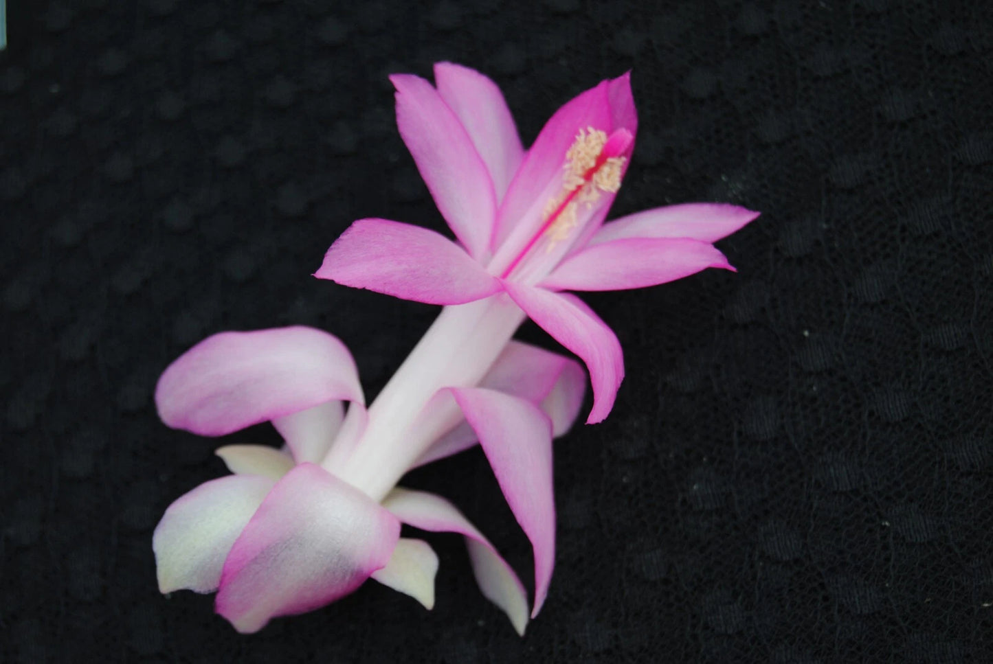 Christmas Cactus Starter Plant - Liberty Pink Frost - Schlumbergera Truncata - One Healthy Well-Rooted Plant