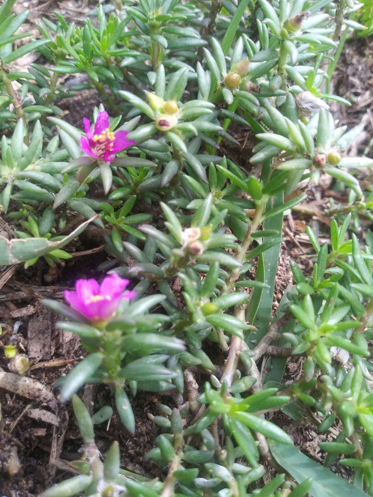 pink blooming succulents Organic Live Rooted Pink Blooms Succulents - Drought Tolerant Native Plants