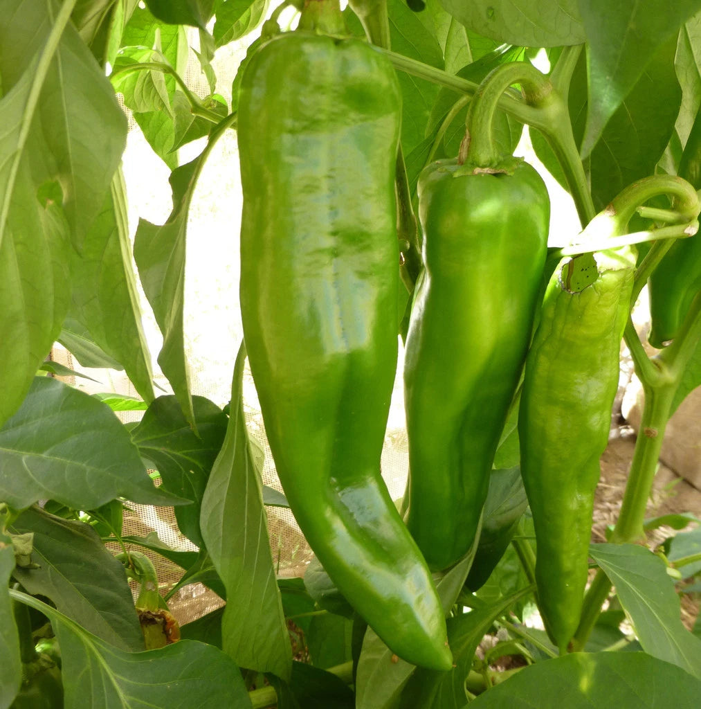 Anaheim Chile Hot Pepper Seeds - NON-GMO - Variety Sizes - Capsicum annuum - Free Shipping
