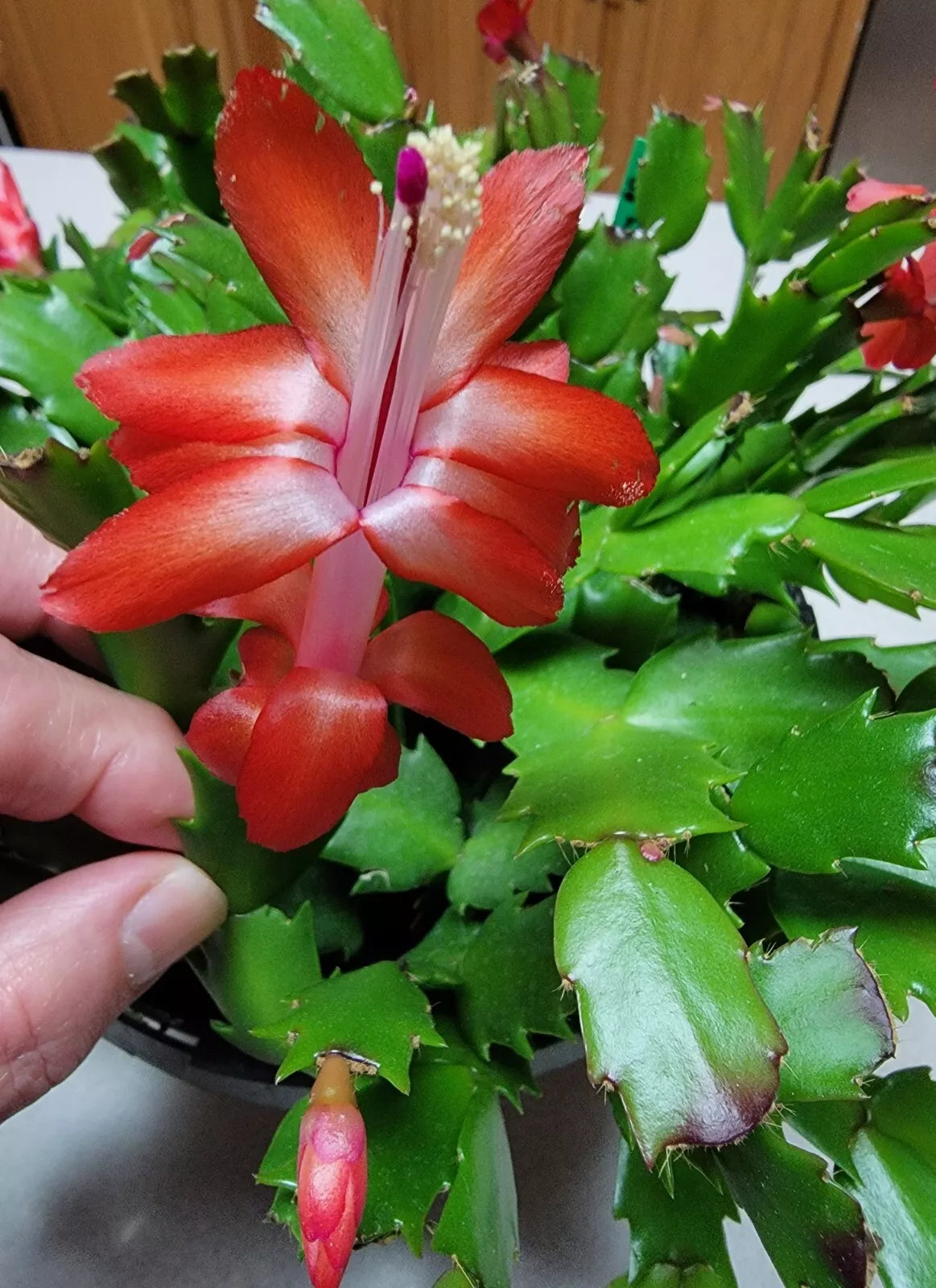 6 Red Thanksgiving Cactus Cuttings - Schlumbergera truncata - Perfect for Planting or Propagation