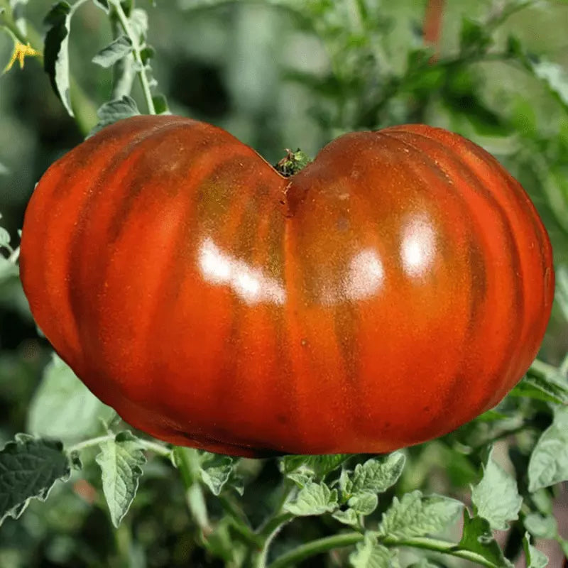 robinsons seeds and plants Paul Robinson Tomato Seeds - Organic Heirloom - 10+ Non-GMO - Rare Variety