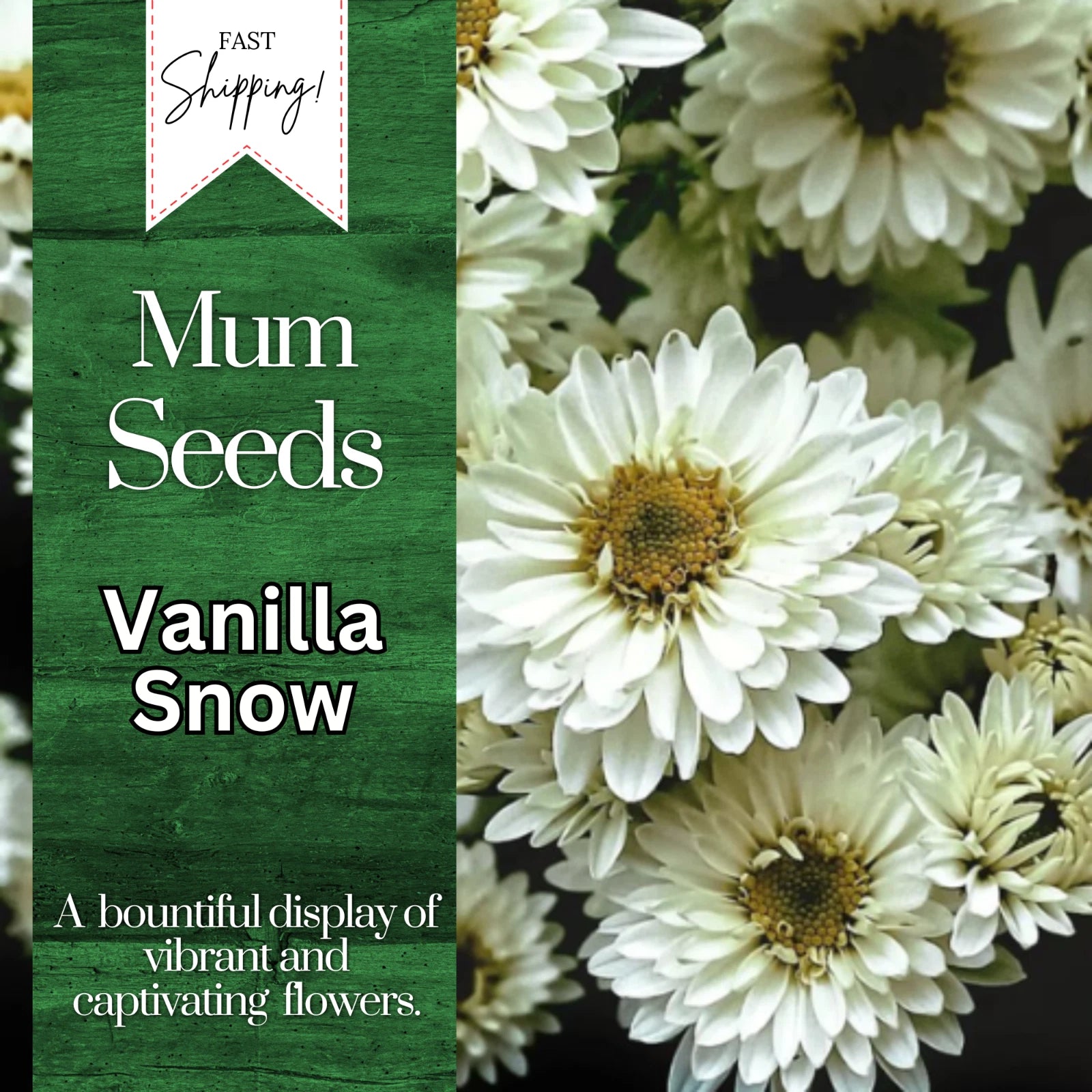 Vanilla Snow Mum Seeds | 200+ Chrysanthemum Flower Seeds | Annual Mum  Flowers