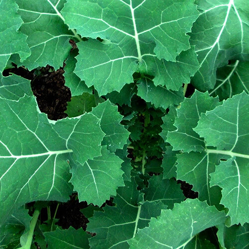 Kale Seeds - Premier (Early Hanover) Heirloom Non-GMO - Brassica oleracea - Free Shipping