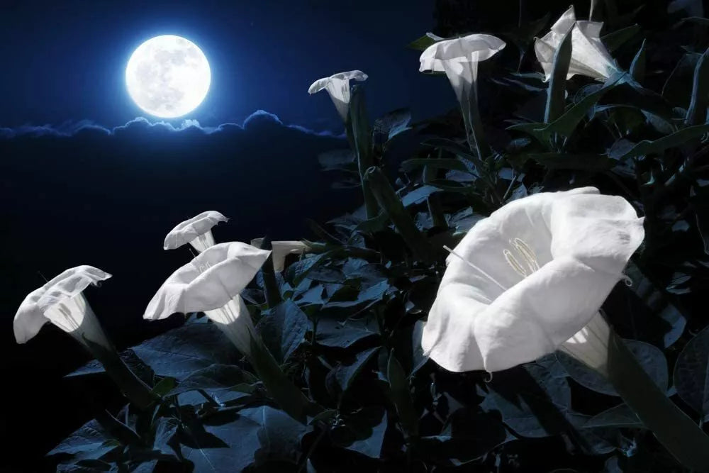 Tropical White Knight Vine Seeds - 20 Count - Exotic Night-Blooming Plant - Reflects Moonlight - Rare Varietal