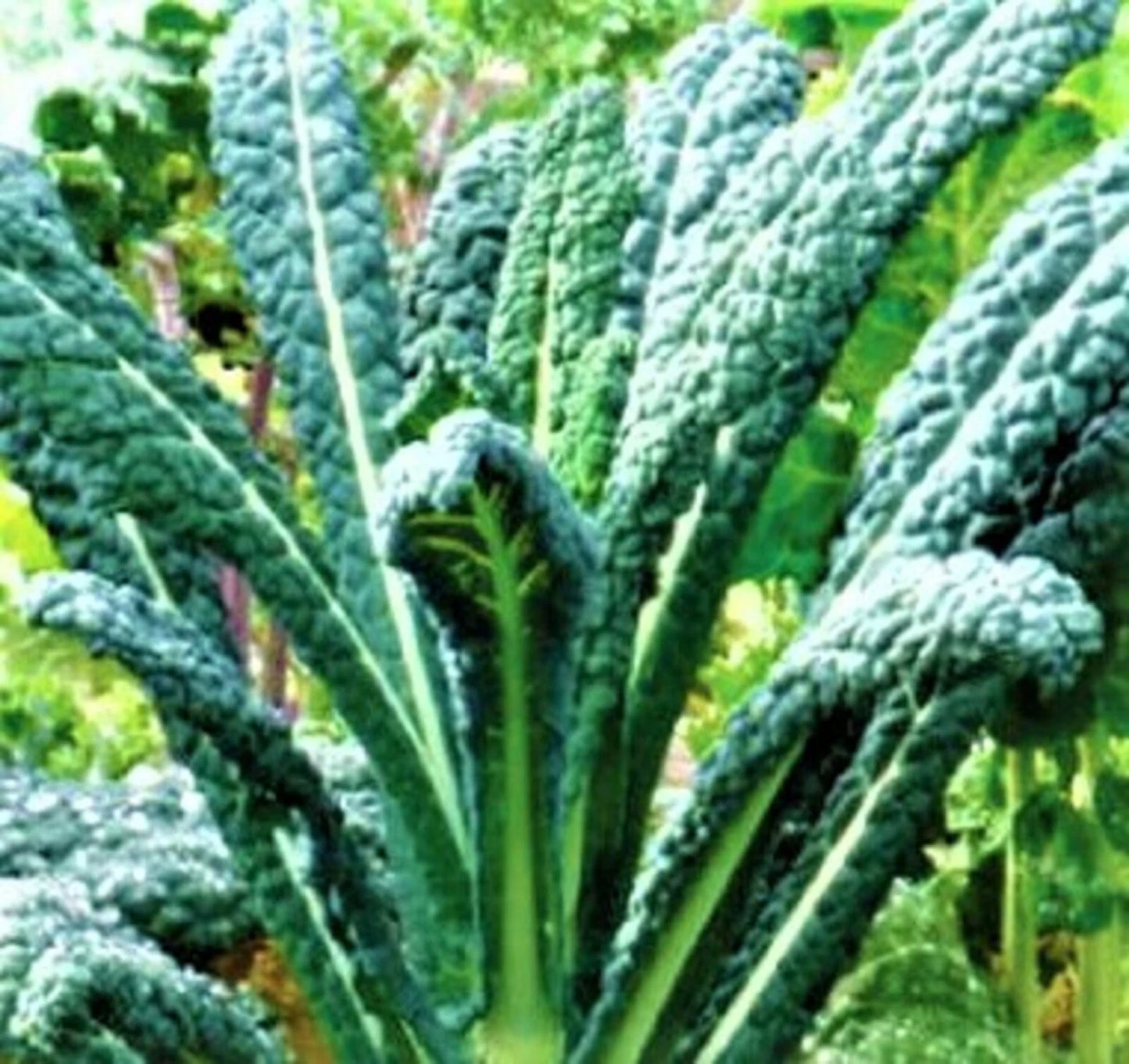 Lacinato Kale Seeds, 200+ Non-GMO Seeds for Planting, Organic Vegetable Seeds, Brassica oleracea var. sabellica