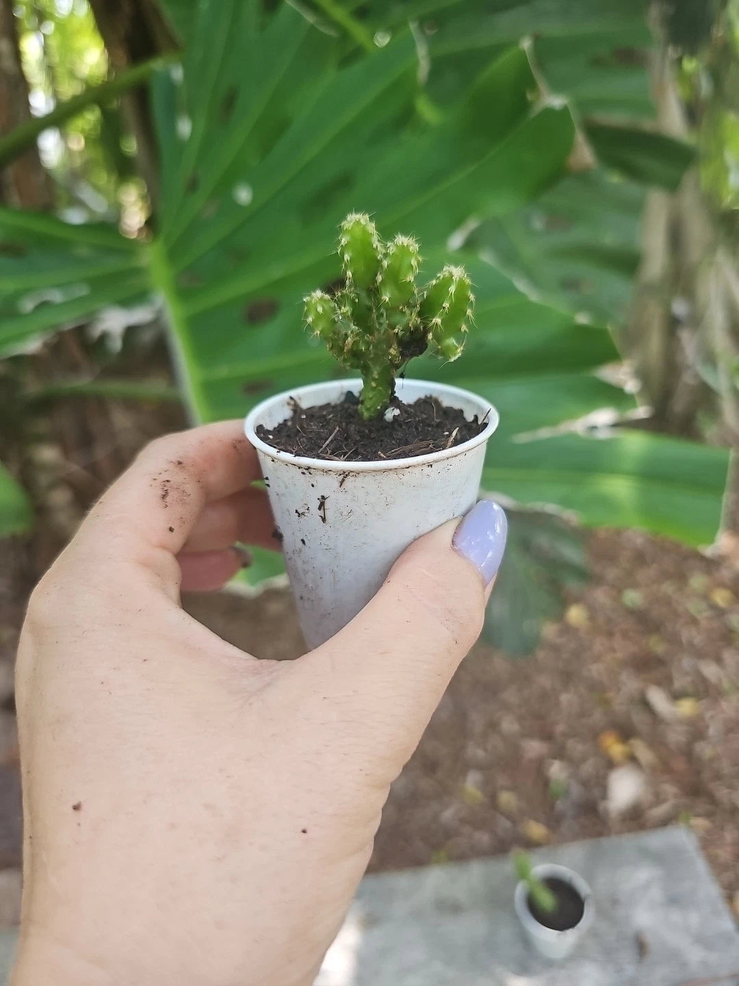 Baby Fairy Castle Cactus 2.5 in Pot Acanthocereus Tetragonus | Indoor Plant, Unique Succulent, Free Shipping