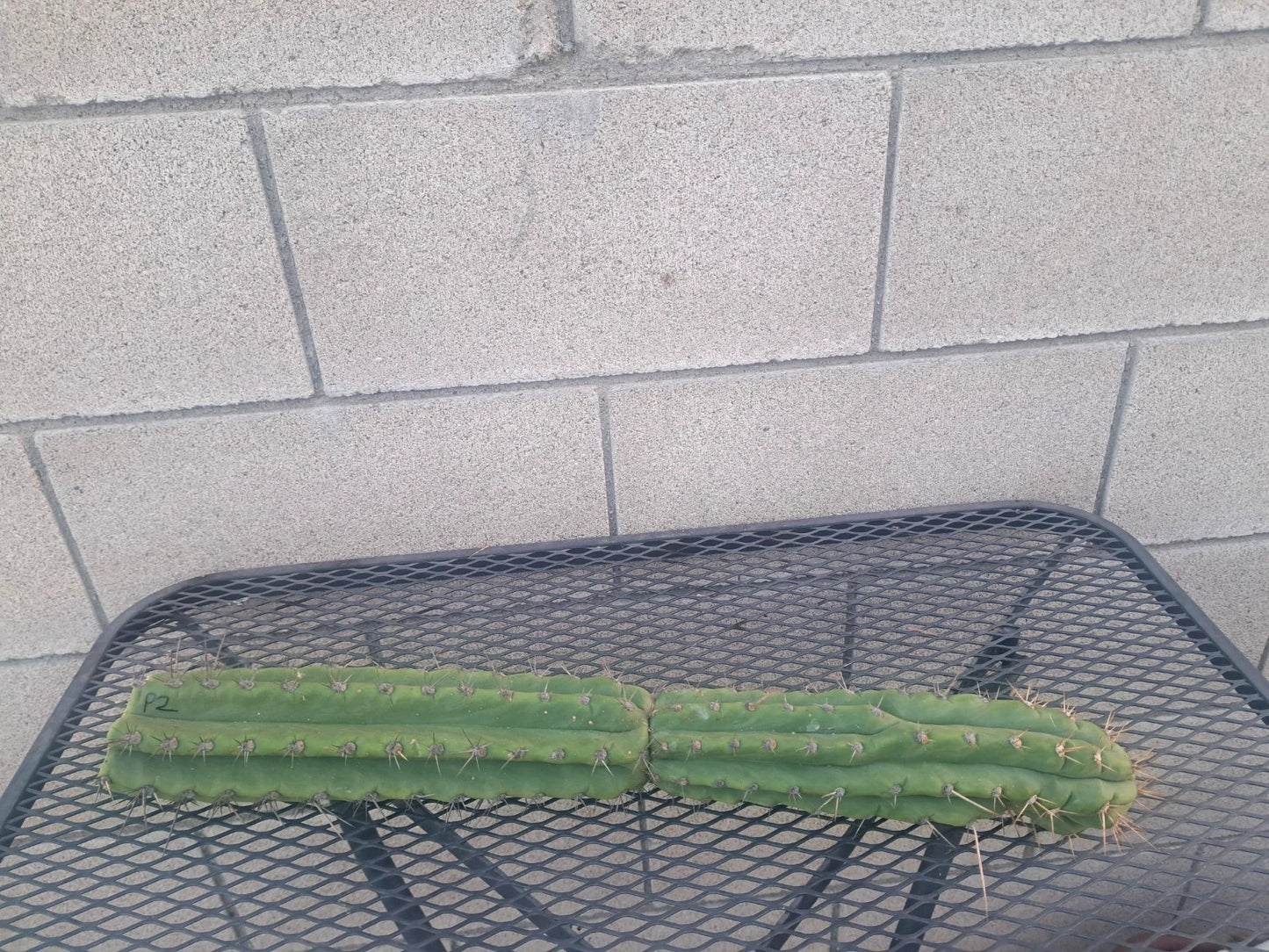 Cereus Peru Cactus Cutting - H21 - Succulent Plant - Exotic Indoor Decor - Cereus peruvianus