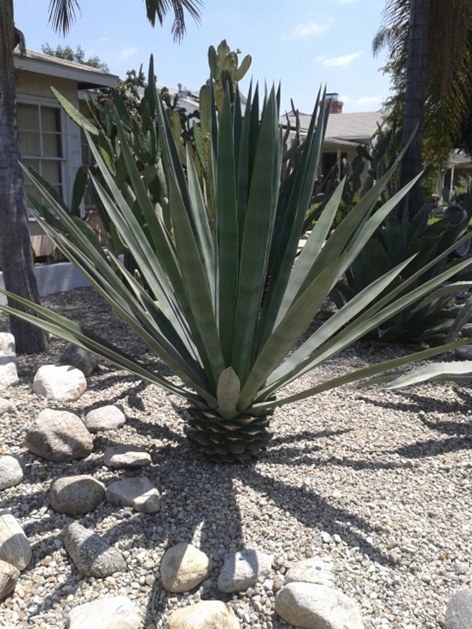 Agave Sisalana Baby Plants - 4" Rooted Green Sisal Hybrid (Agave fourcroydes) - Set of 3
