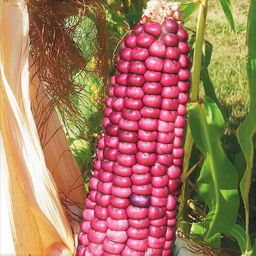 Neon Pink Popcorn Seeds | Mini Pink Pearl Glass Gem Corn Seeds | Barbiecore Variety | 2025