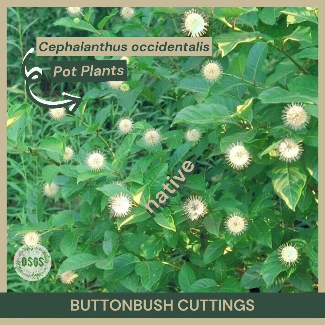 Buttonbush Cuttings 12" Fresh Cuttings Cephalanthus occidentalis Native Wetland Plant