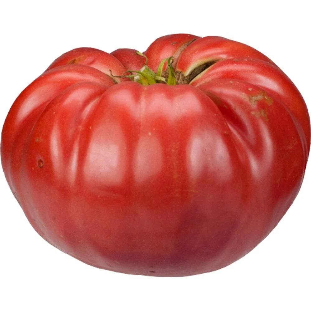 Giant Belgium Seeds - 25 Fresh Seeds for Planting - Heirloom Variety - Perfect for Gardens - Organic Gardening