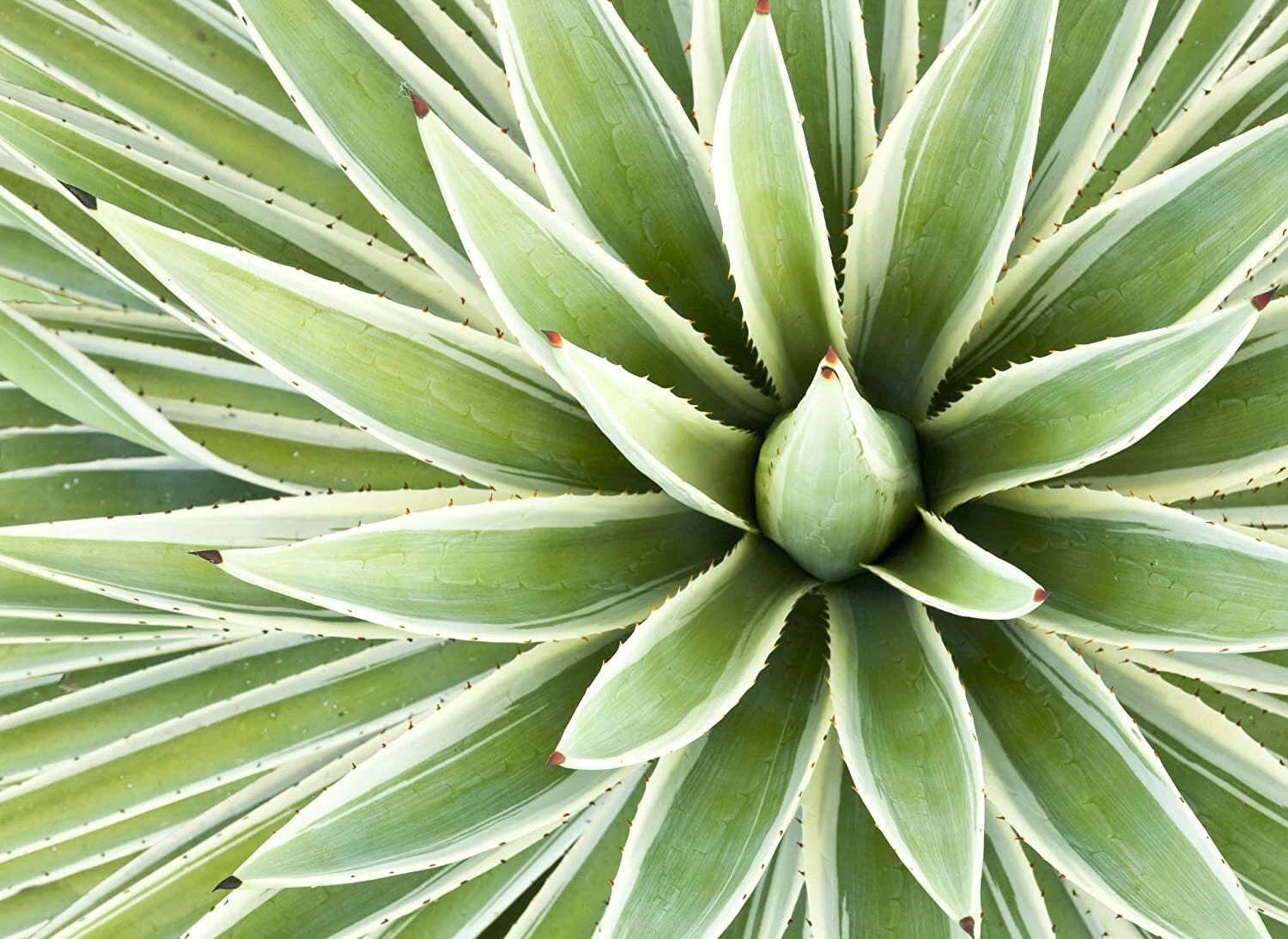 Agave Seed Mix - 50 Varieties for Planting - Agave spp