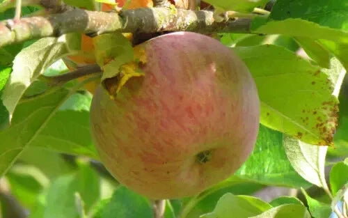 Baguette Violette Apple Seeds - 25+ Count for Garden Planting - Malus domestica - USA Seller - Free Shipping