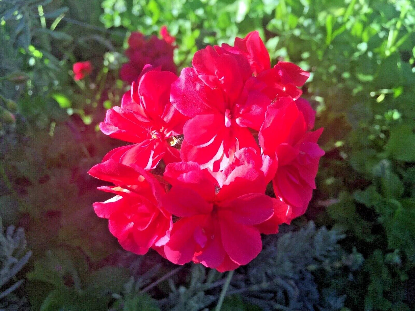 6 Ivy Geranium Cuttings – Pelargonium peltatum Hot Pink – Unrooted Trailing Stems for Hanging Baskets, Window Boxes & Garden Containers