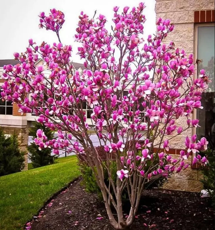 Ann Magnolia Tree/Shrub 6-12" Tall Live Plant 2.5" Pot Deep Purple-Red Blooms Magnolia x 'Ann'
