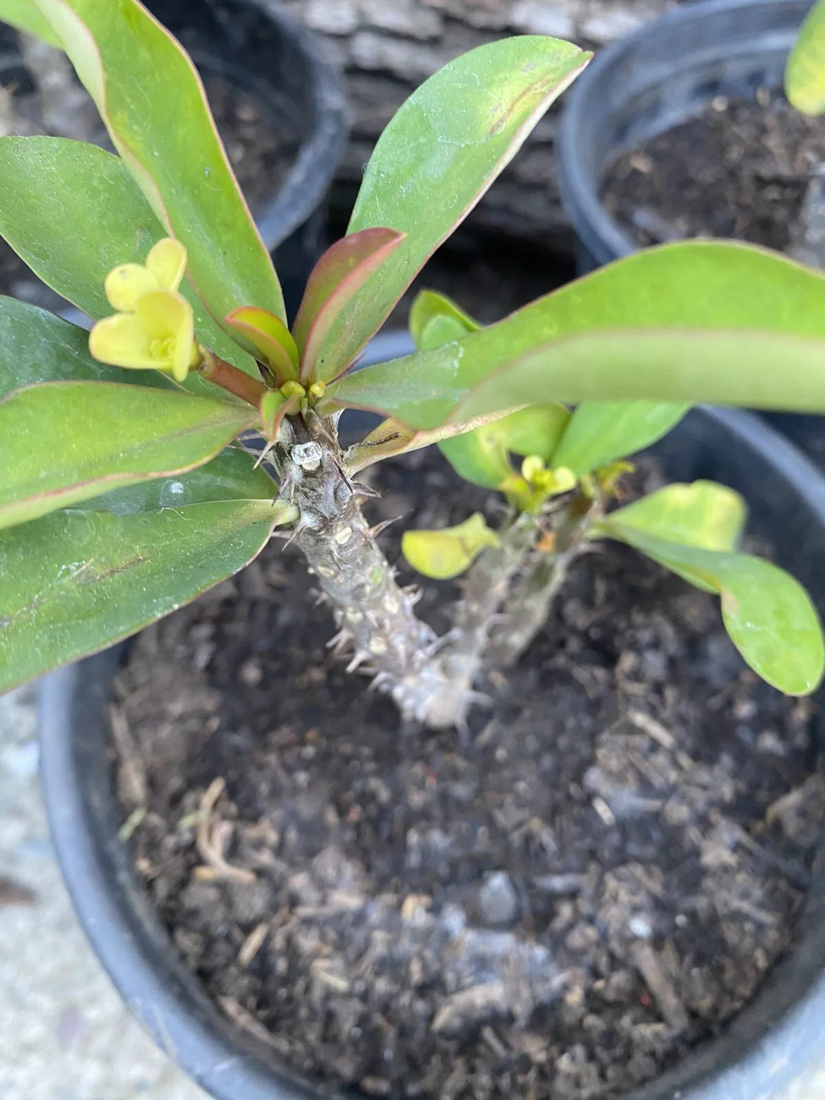 crown of thorns plant indoors Dwarf Crown of Thorns Plant - Pastel Yellow Flower - Euphorbia milii