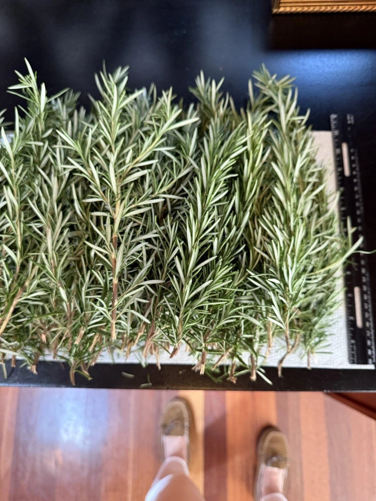 10 Fresh Organic Rosemary Stems - Culinary Herb Cuttings - Rosmarinus officinalis