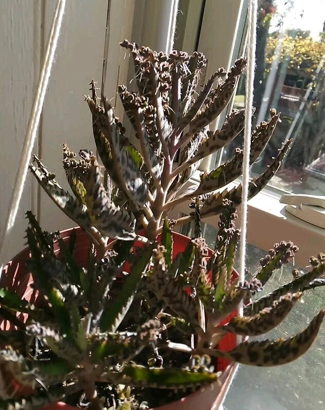 kalanchoe tubiflora succulent Kalanchoe tubiflora 'Mother of Millions' Succulent Plant with 10 Pups and  Air Roots