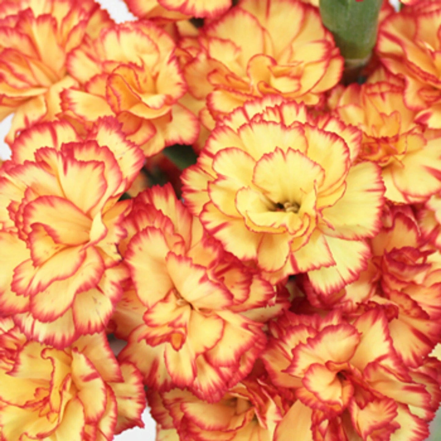 Carnation Seeds - 100 Yellow Orange Seeds - Dianthus Flowers - Perennial Flower Seeds