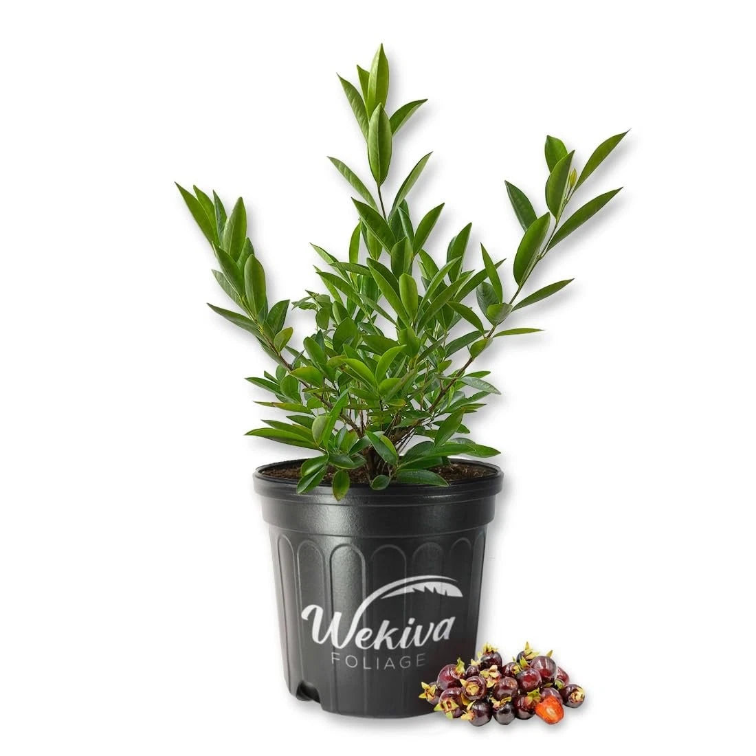 Cherry of The Rio Grande Tree - Live Plant in 3 Gallon Pot - Prunus serotina var. cherry of the Rio Grande