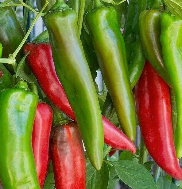 Anaheim Chili Pepper Seeds 50+ Hot Spicy Garden Seeds Capsicum annuum