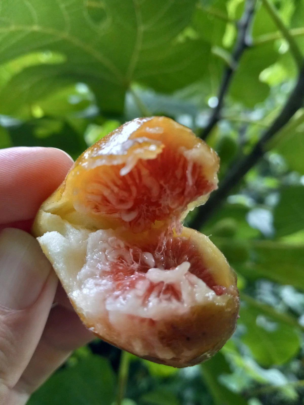 Celeste Fig Tree in 6'' Pot - Cold Hardy Variety for Zones 6-10 - Ficus carica