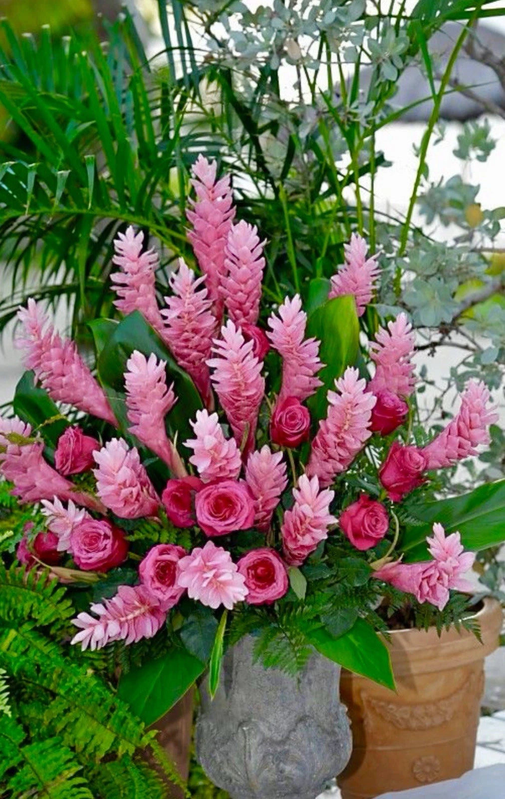 garden ginger plant Hawaiian Hot Pink Ginger Plant - Small Rooted Starter - Alpinia Purpurata