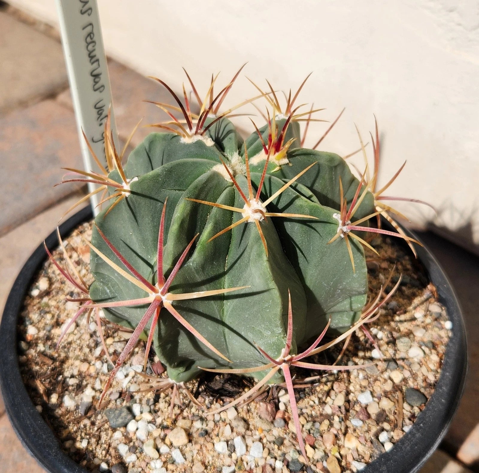 barrel succulent Ferocactus Recurvus Var Greenwoodii Live Plant | Rare Barrel Cactus